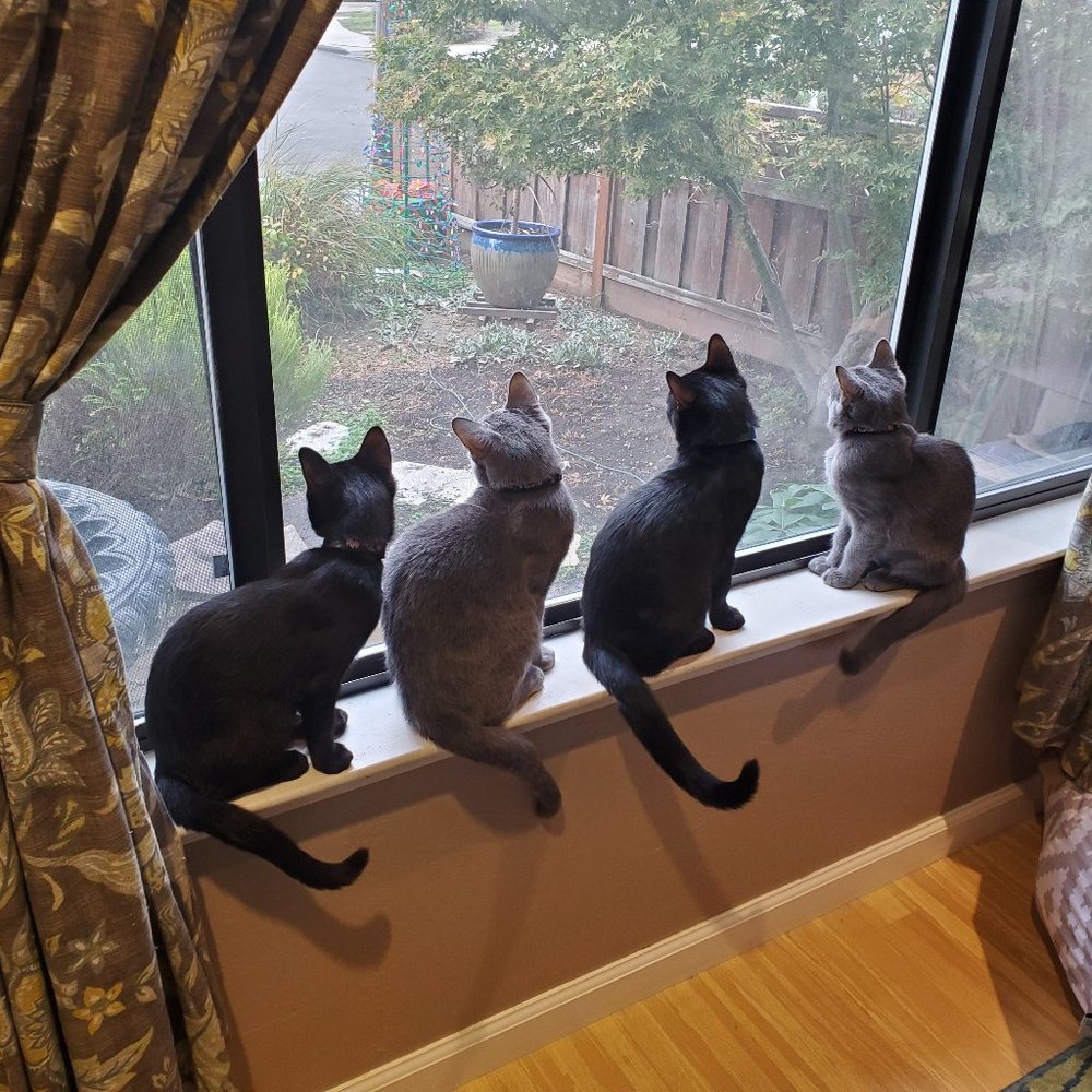 Meet your Posher, Elisabeth (Lis)